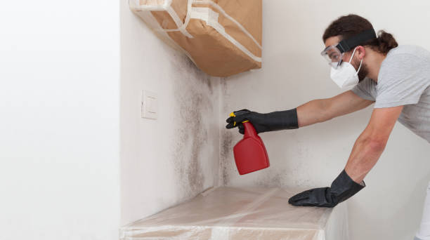 Basement Mold Remediation treatment on basement walls in Revere