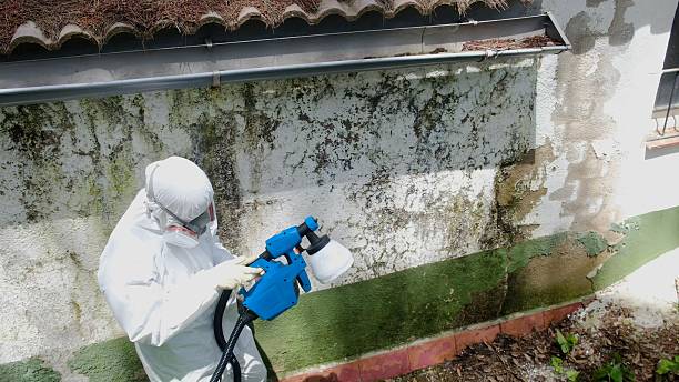 Mold Removal service in Revere